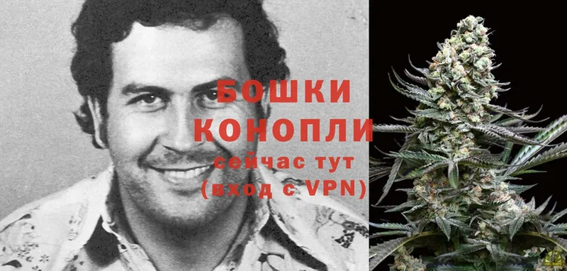 Каннабис OG Kush  Белёв 